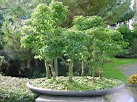 Acer palmatum shishigashira.JPG